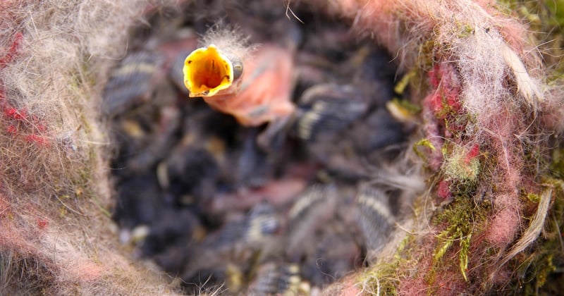 Oisillon mésange : comment le nourrir et l'élever jusqu'à l'envol