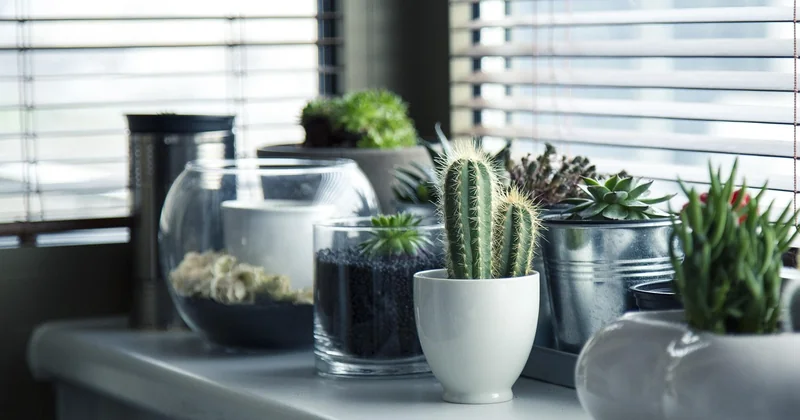 Les plantes qui survivent vraiment sans balcon