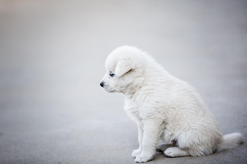 Combien coûte un chien détecteur de punaise de lit en 2026 : guide complet et tarifs