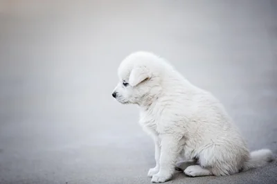 chien