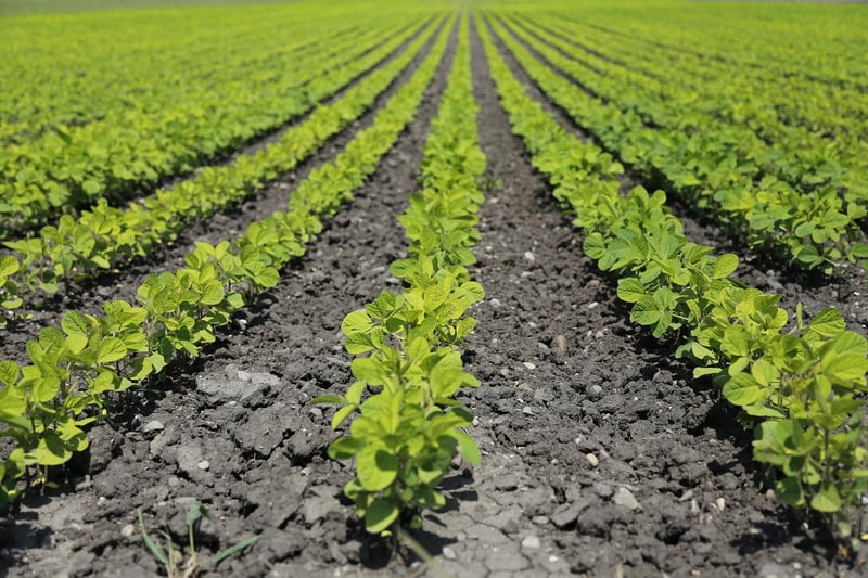 agriculture