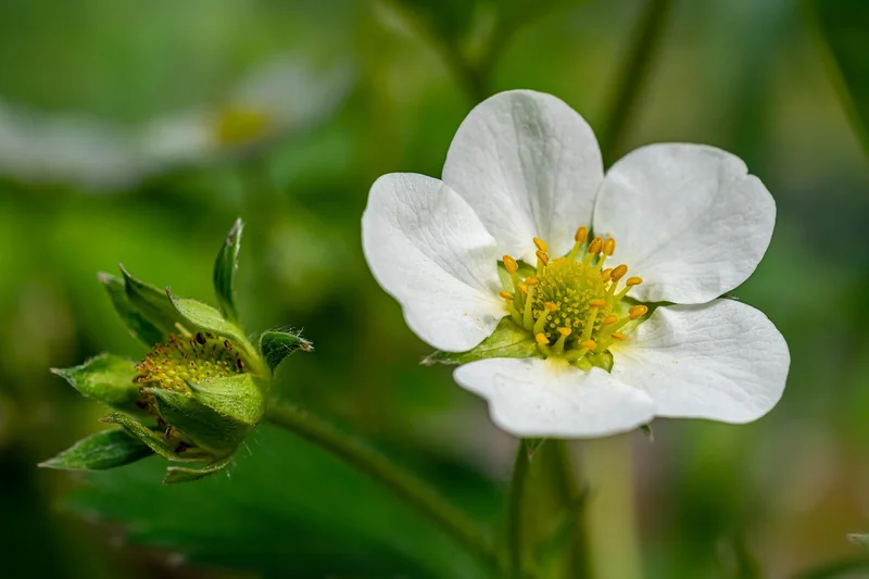 Ce qui se passe avant la fraise : la fleur et la fécondation