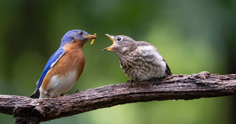 Comment nourrir un oisillon de mésange ?