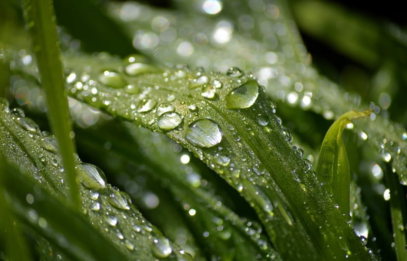 goutte de pluie